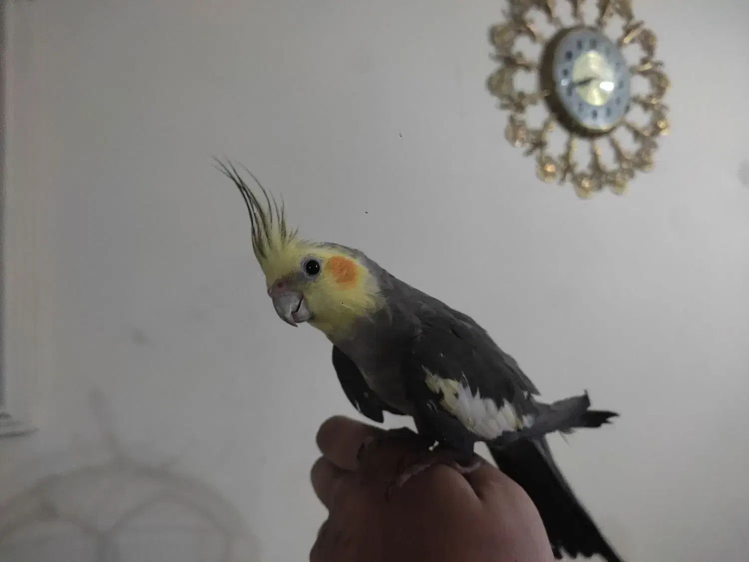 عروس هلندی آواز خون|پرنده|تبریز, |دیوار