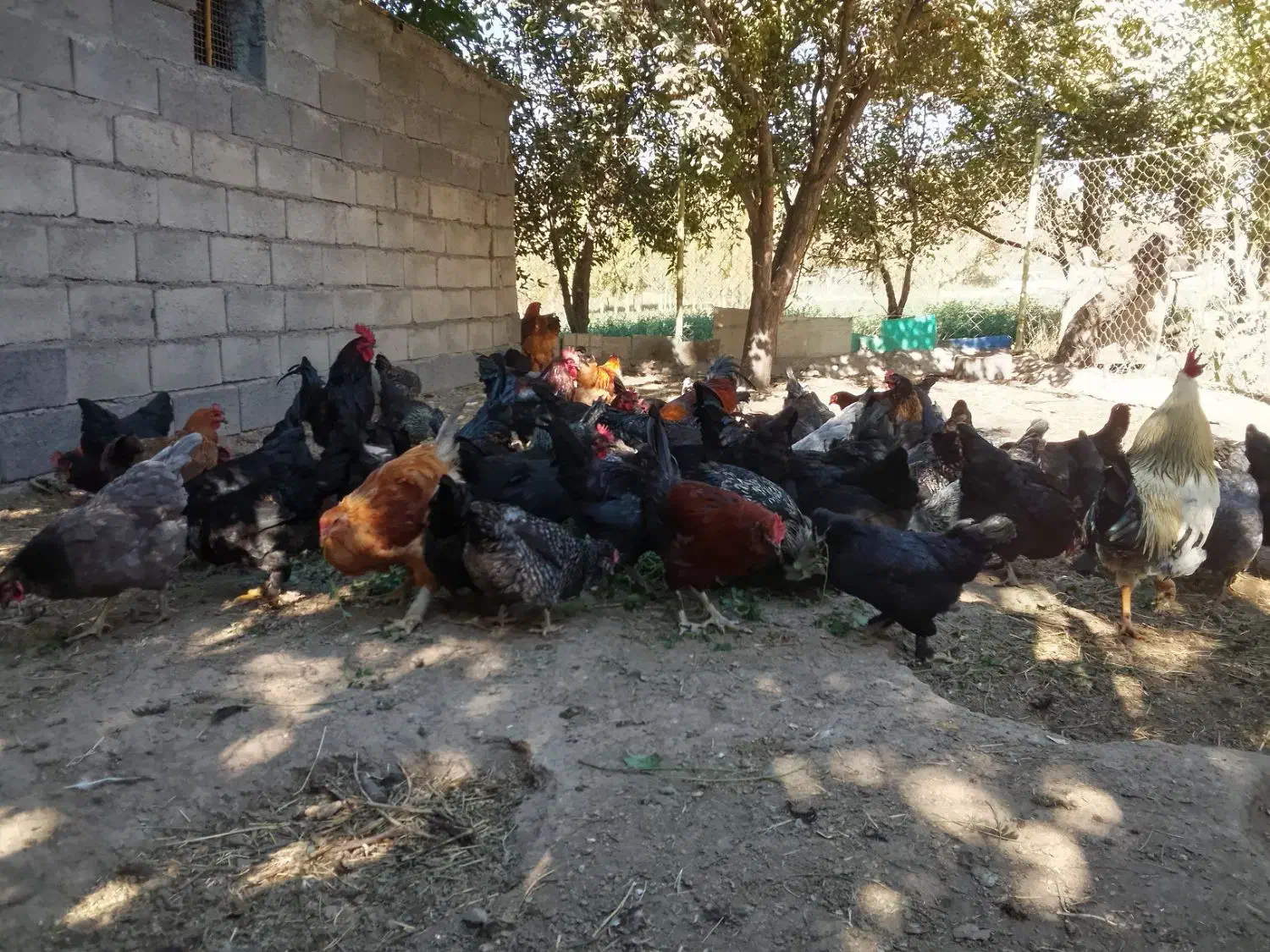 تخم مرغ نطفه دار|حیوانات مزرعه|زنجان, |دیوار