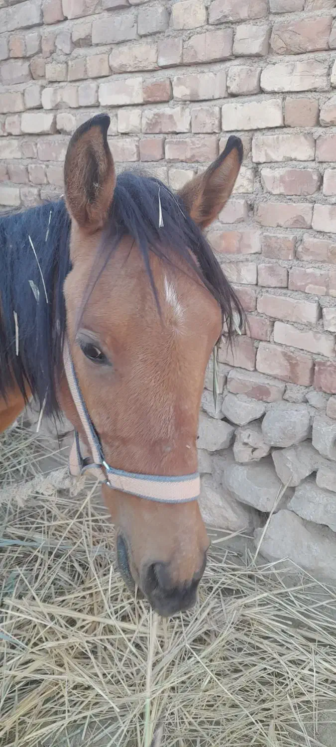 اسب مادیان دره شوری|اسب و تجهیزات اسب‌سواری|سیدان, |دیوار