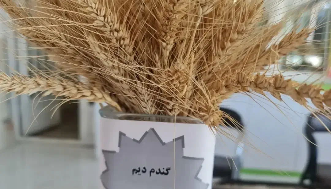 گندم بذر داس موجود  نخود موجود|خدمات باغبانی و درختکاری|سقز, |دیوار