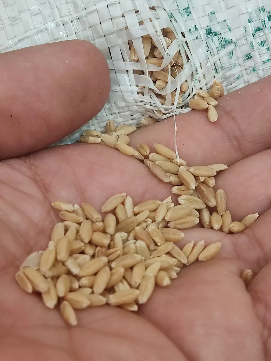 گندم باران|عمدهفروشی|بجنورد, |دیوار