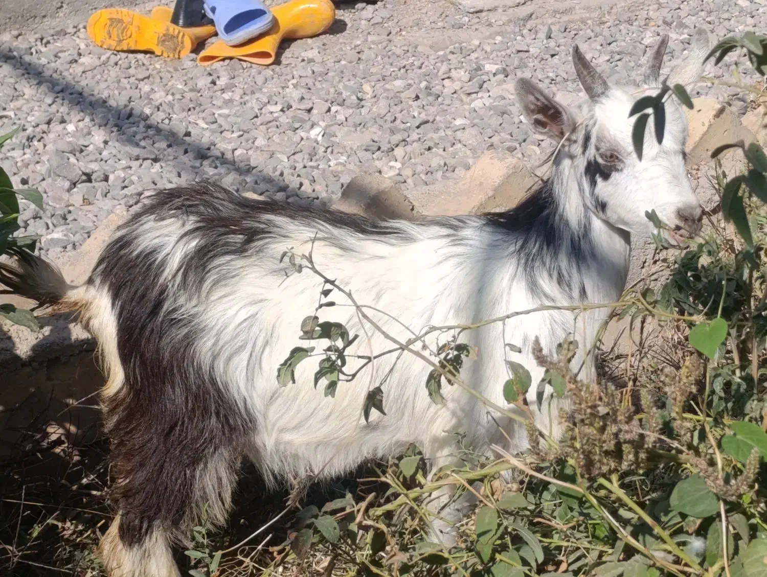 یک راس بزغاله شیرمست|حیوانات مزرعه|کرج, خرمدشت|دیوار