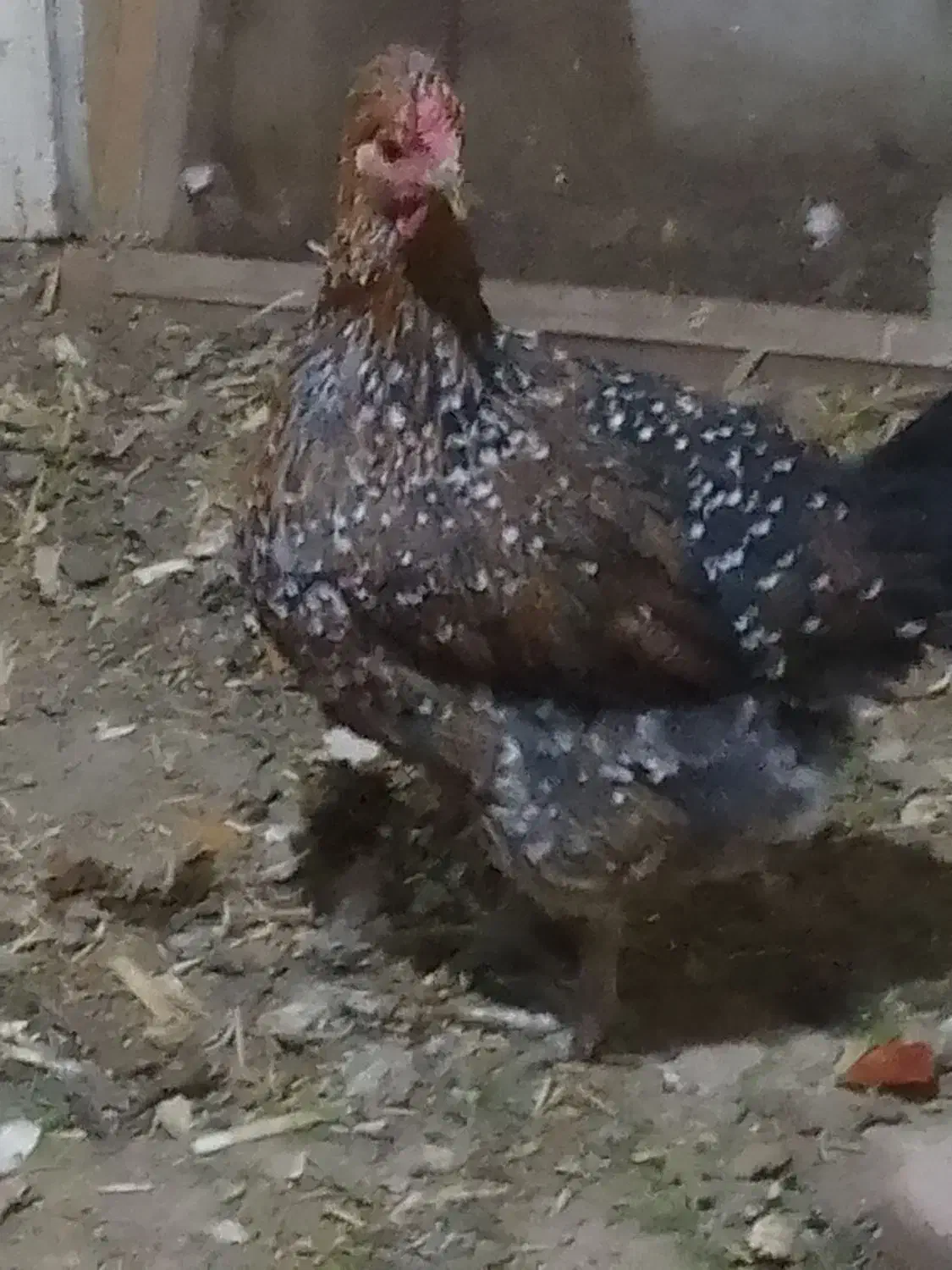 مرغ گلین اصلی|حیوانات مزرعه|اسلام‌شهر, شهرک سعیدیه|دیوار