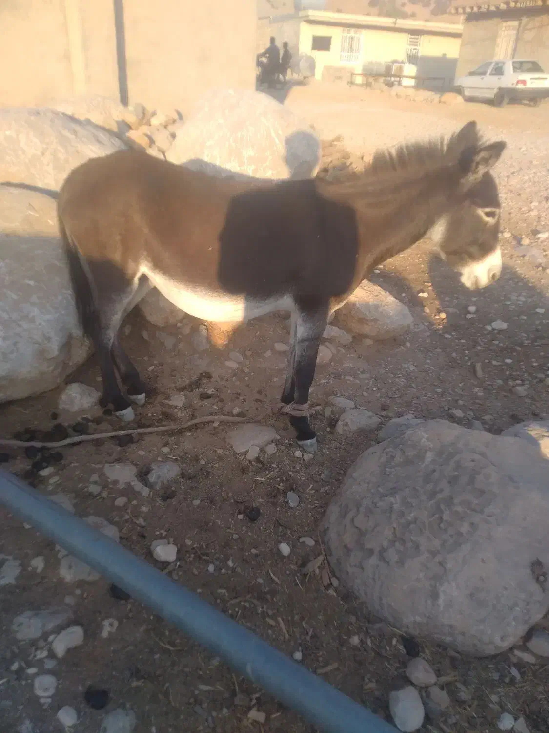 حیوان|حیوانات مزرعه|ایذه, |دیوار