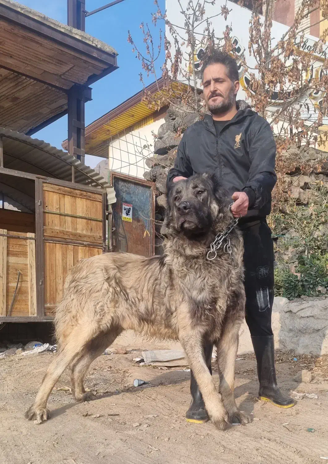 واگذاری سگ سرابی|سگ|کرج, آتشگاه|دیوار