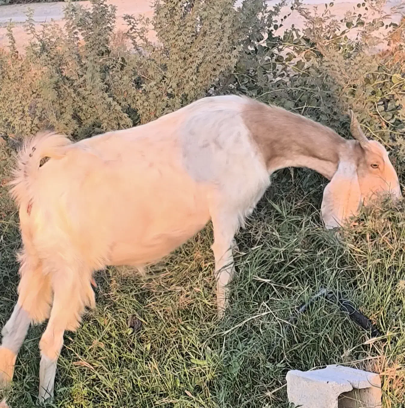بز پاکستانی آبستن 3ماه دقولوزا|حیوانات مزرعه|خورموج, |دیوار