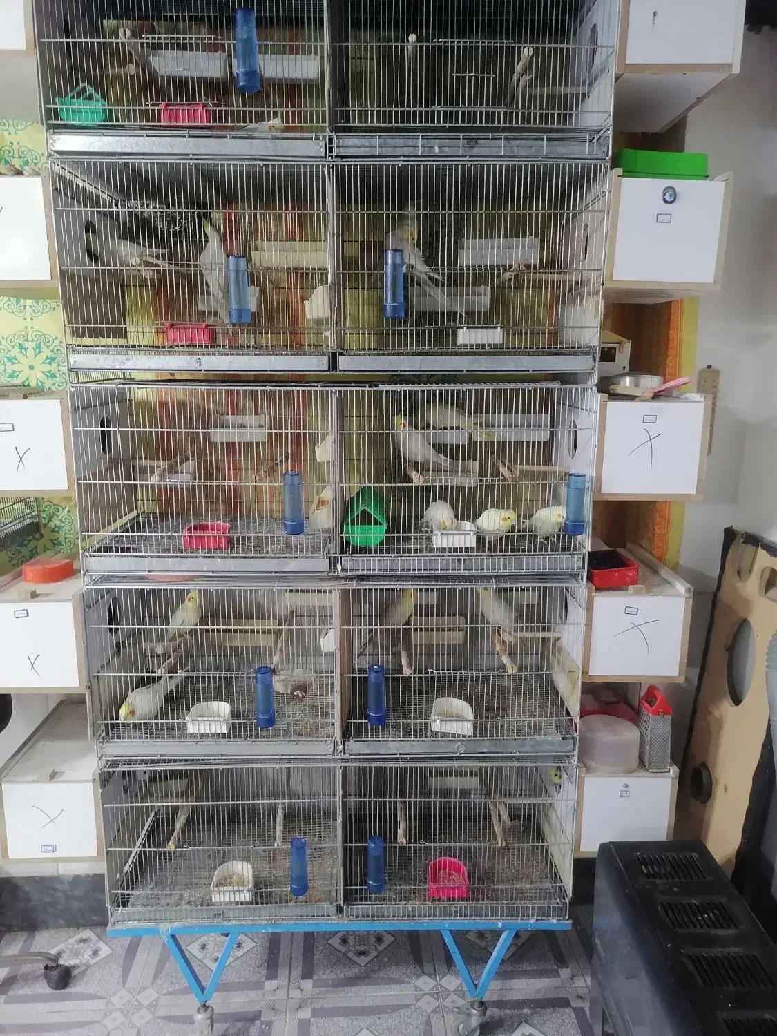 جوفت مولد تضمینی درجه یک|پرنده|بوکان, |دیوار