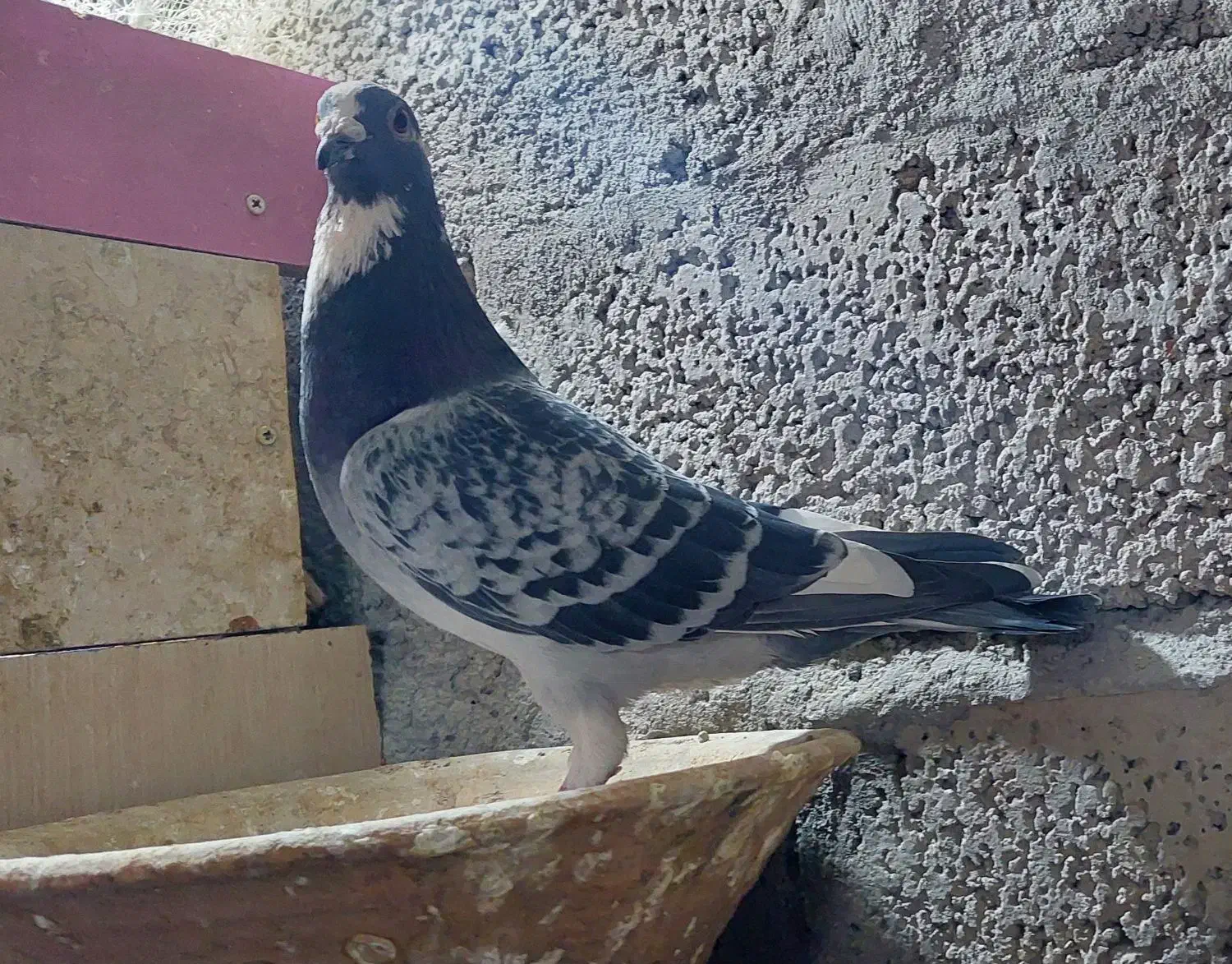 پرنده سرعتی|پرنده|مشگین شهر, |دیوار