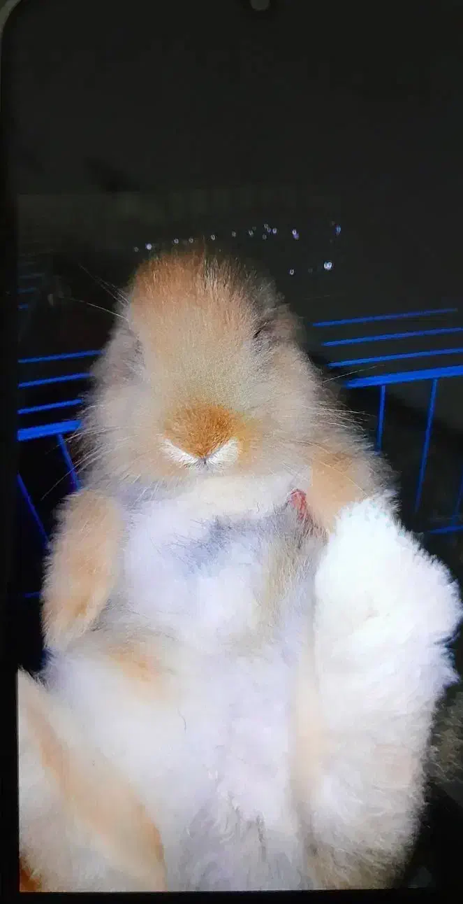 مینی لوپ هلندی خاص|موش و خرگوش|اهواز, نادری|دیوار