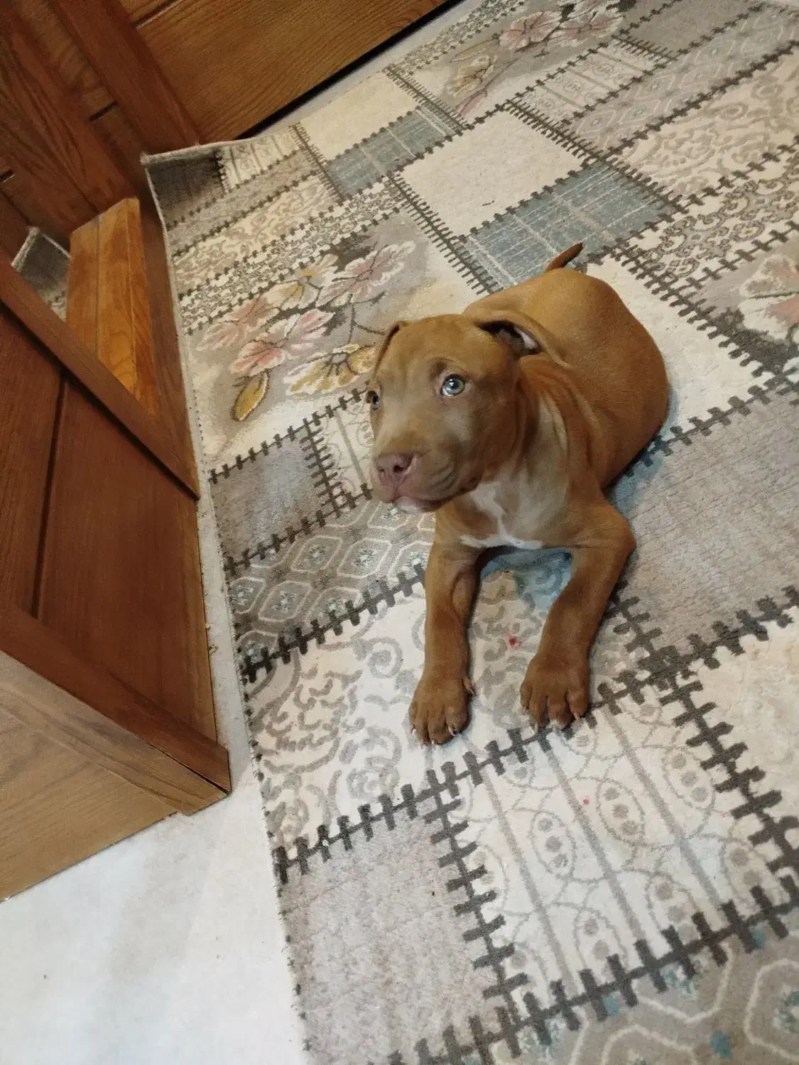 واگذاری آمیریکن پیتبول|سگ|اصفهان, سرتاوه|دیوار