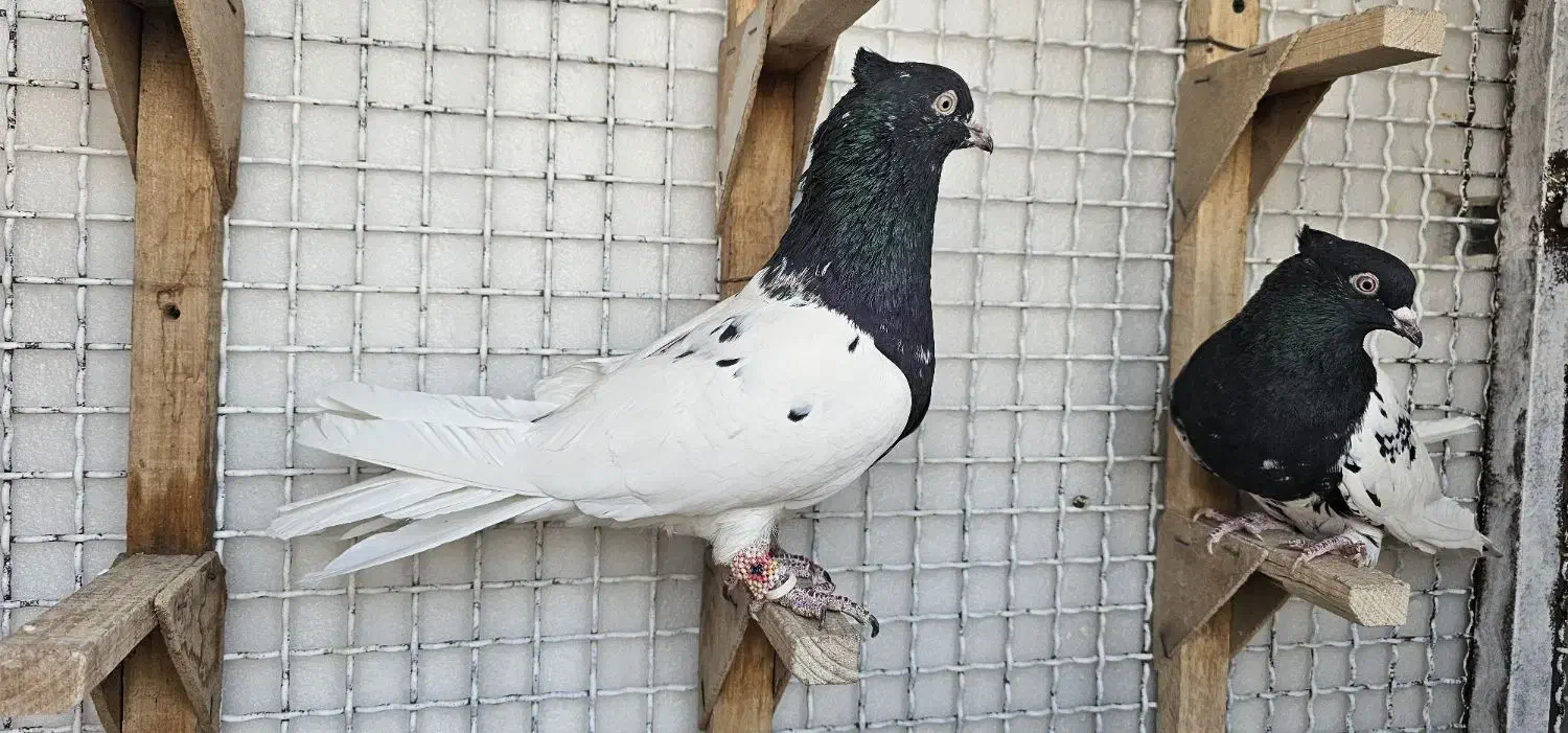 جفت کله سیاه|پرنده|مرودشت, فاز دوم شهرک فرهنگیان|دیوار