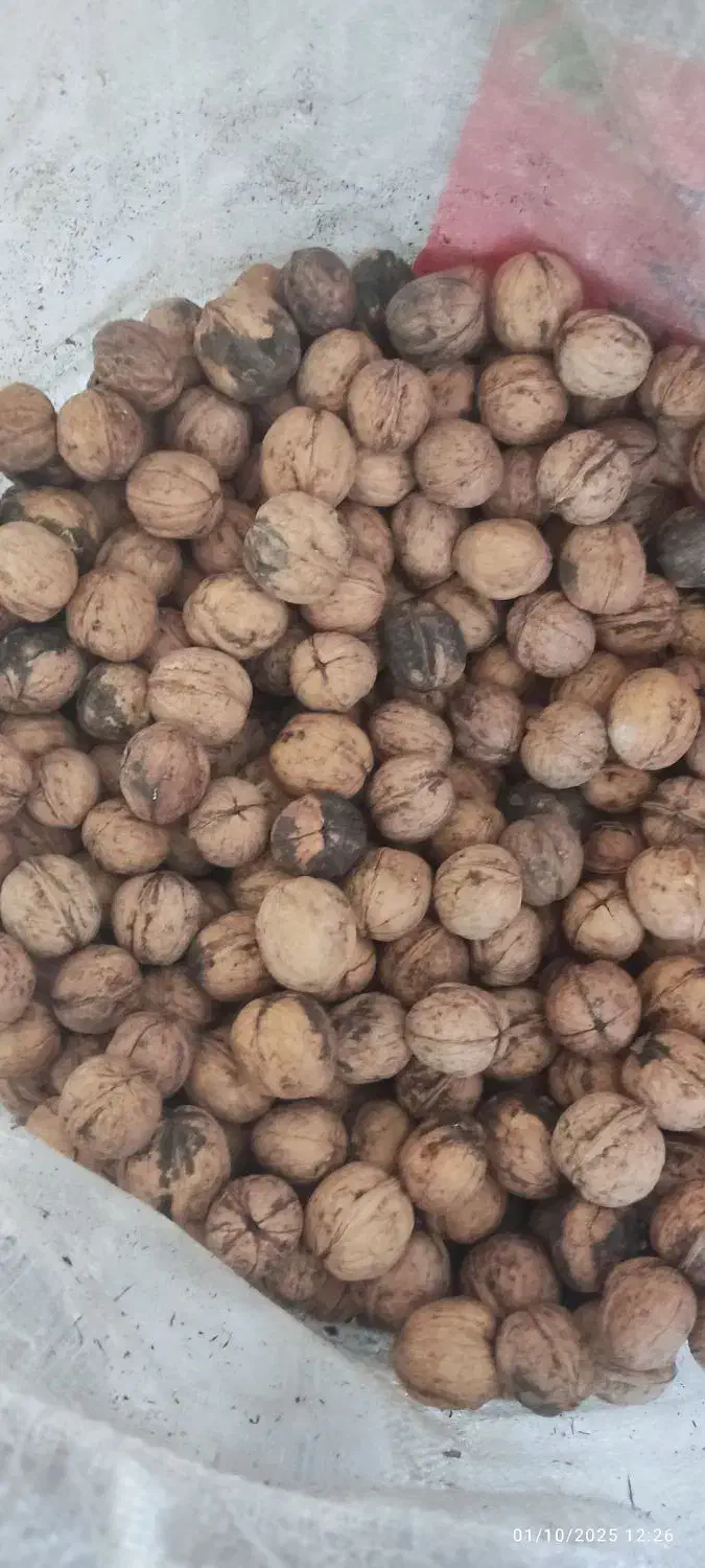 گردو|عمدهفروشی|ربط, |دیوار