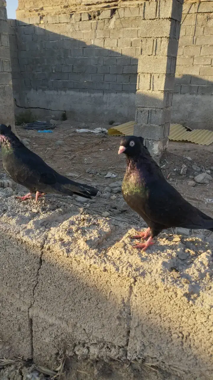 کفتر|پرنده|خرمشهر, |دیوار