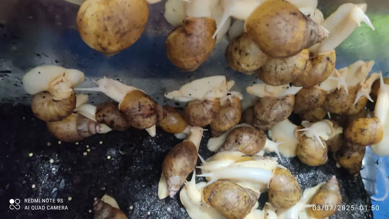 فروش حلزون آچاتینا آلبینو|خزنده|مشهد, پنجتن|دیوار