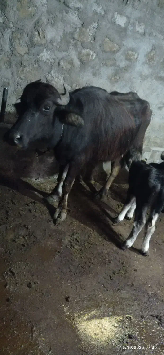 گاومیش شکم اول با گوساله ماده|حیوانات مزرعه|خدا آفرین, |دیوار