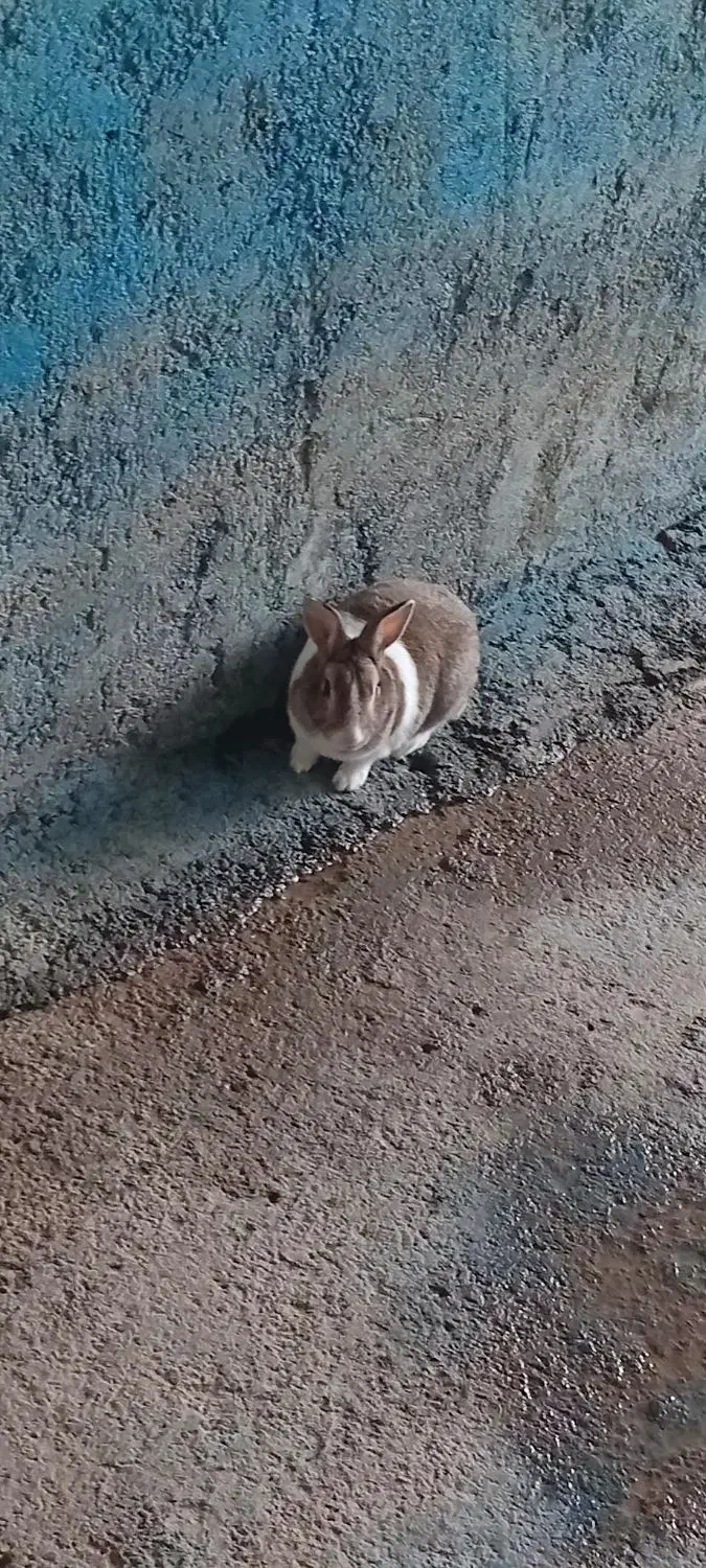 خرگوش|موش و خرگوش|ملکشاهی, |دیوار