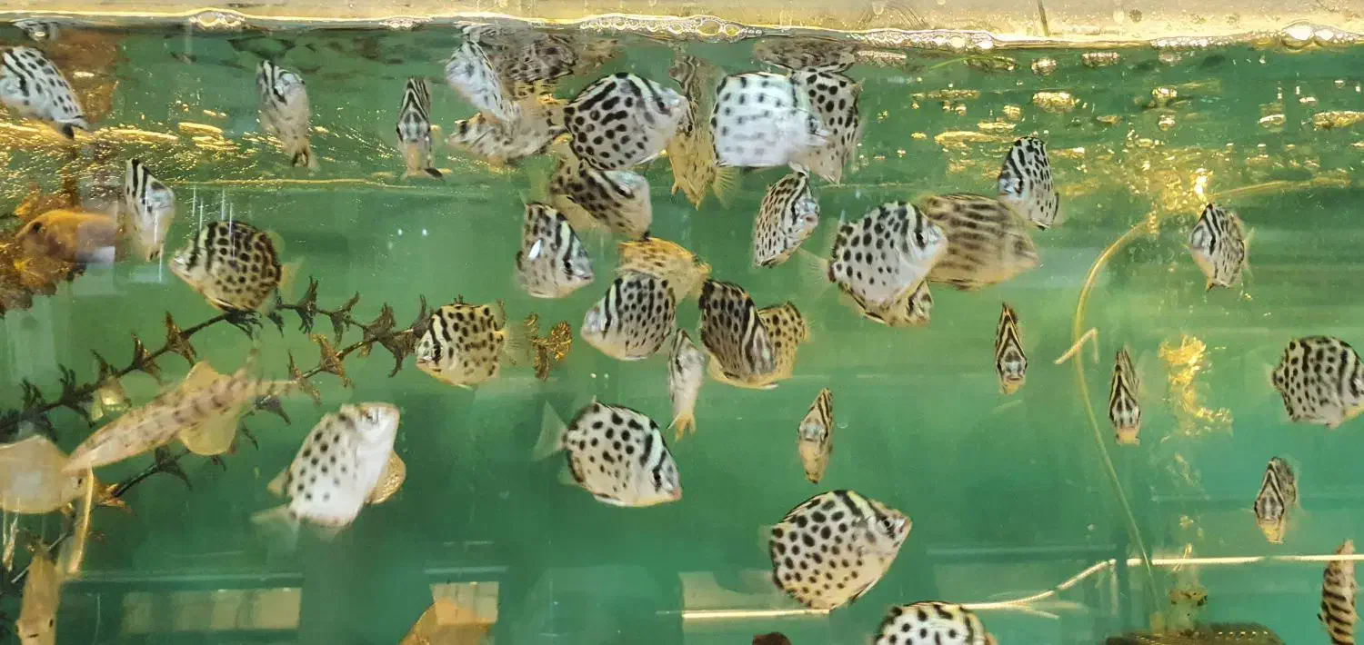 لوچ نواری خوش سایز قاسم آباد فلاحی|ماهی|مشهد, فرهنگیان (شهرک غرب)|دیوار