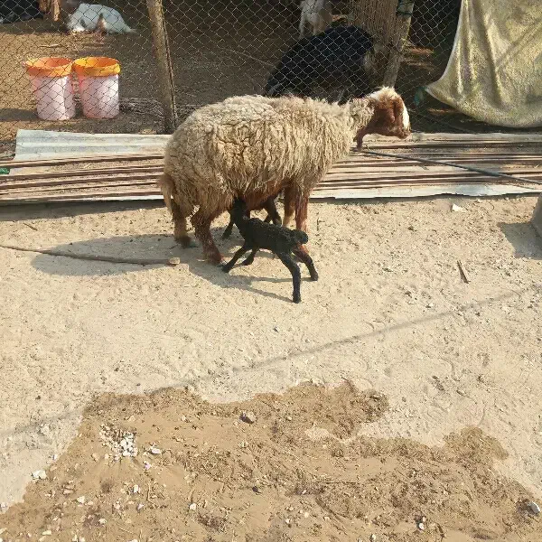 میش دوقلو با دو بره نر|حیوانات مزرعه|برازجان, |دیوار