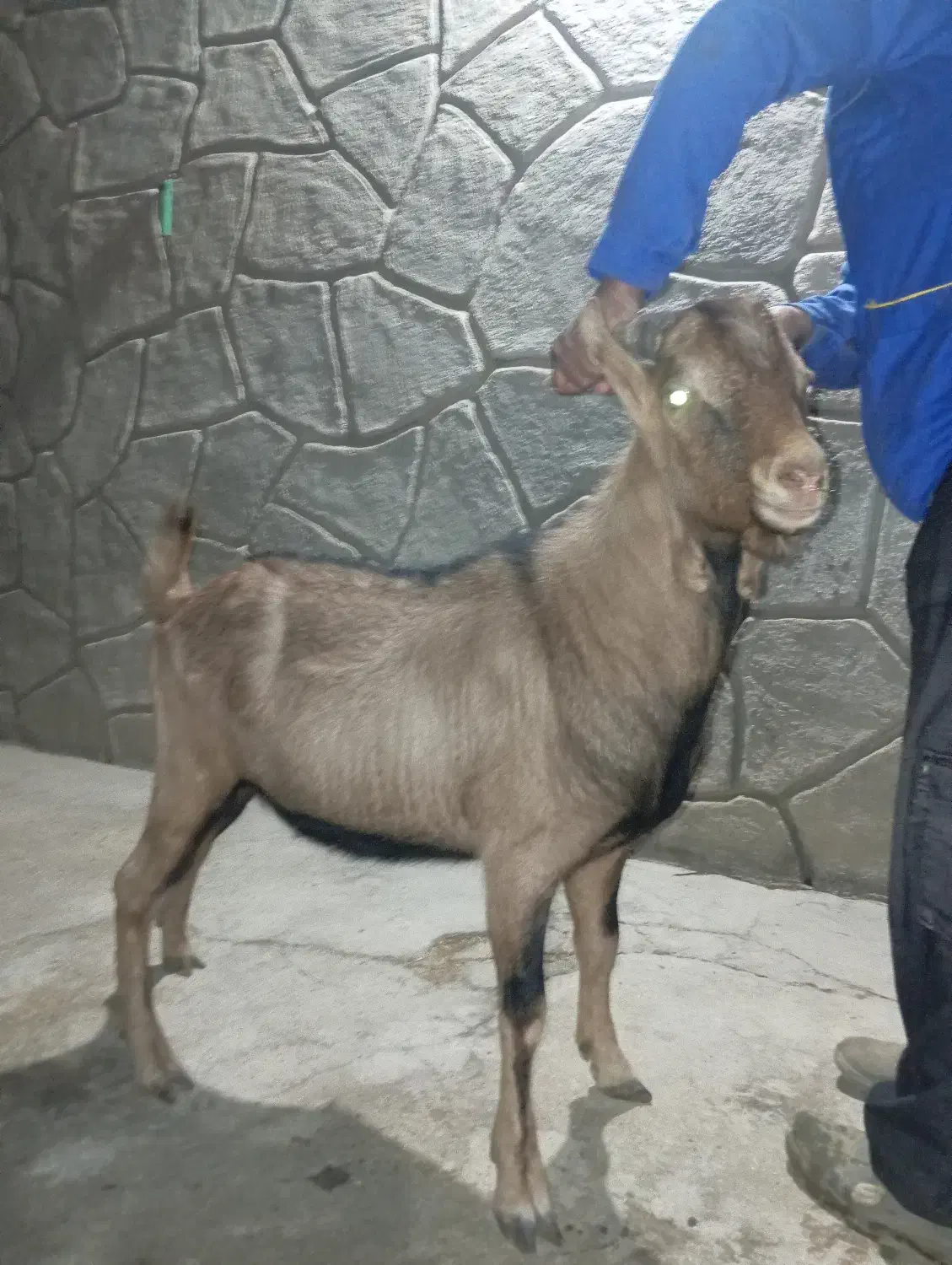 کره چپیش الپاین|حیوانات مزرعه|میبد, |دیوار