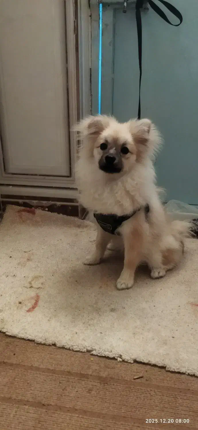 پنی خانوم،واکسن زده با شناسنامه|سگ|دهدشت, |دیوار