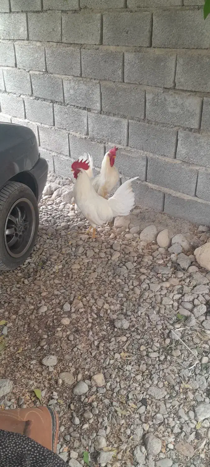 ۲عدد خروس یکساله|حیوانات مزرعه|قلعه قاضی, |دیوار