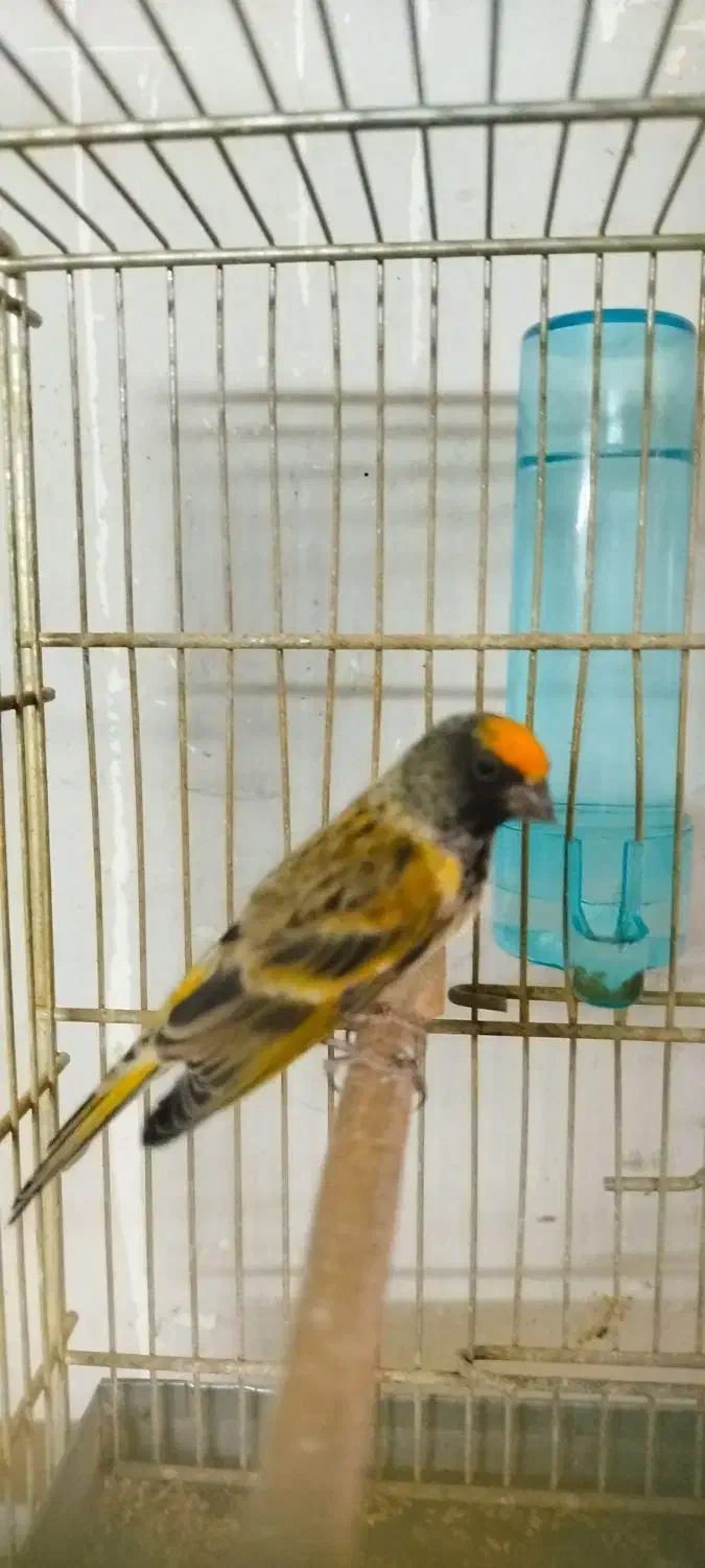 دو عدد گلبسر قرص بخون جفتی قناری|پرنده|کرج, شهرک بنفشه|دیوار