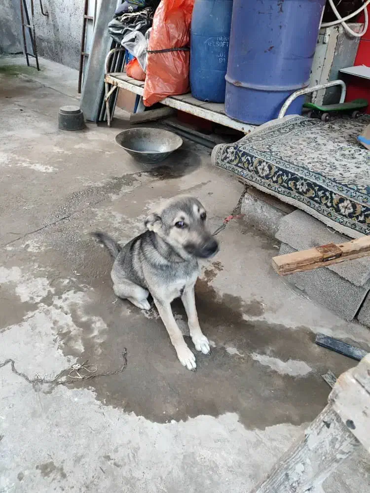 سگ ژرمن شیپرد|سگ|رشت, جانبازان|دیوار