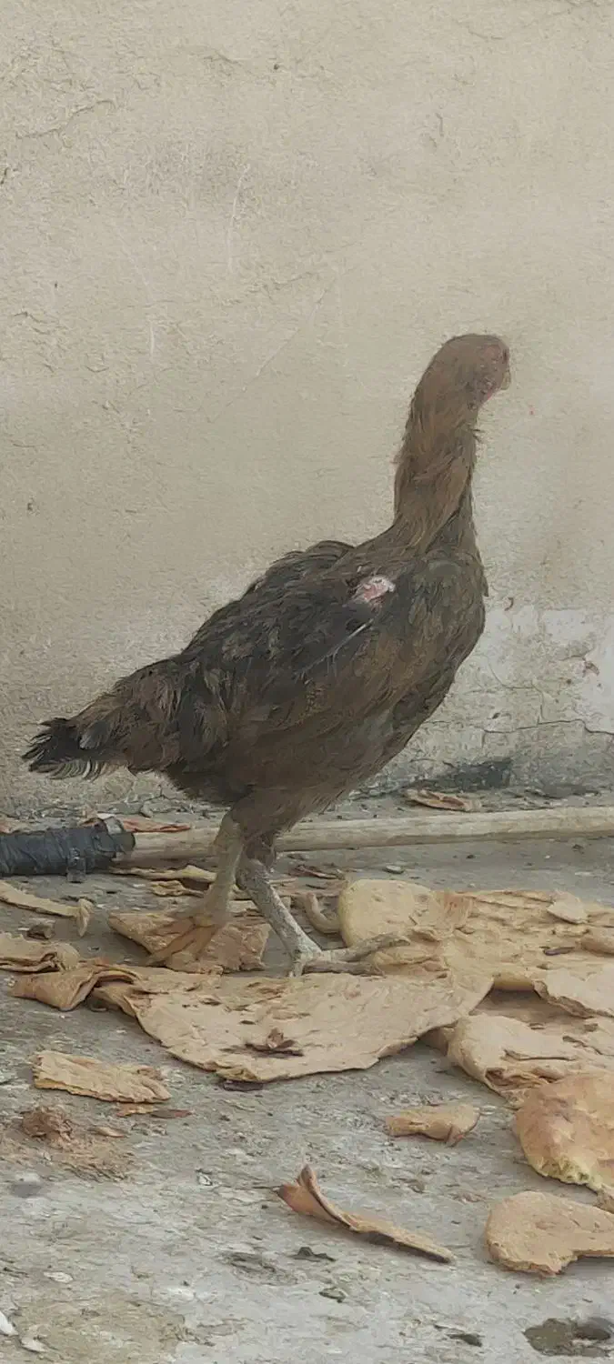 مرغ خروس لاری|حیوانات مزرعه|مشهد, هنرور|دیوار