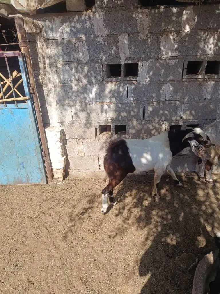 چپش|حیوانات مزرعه|جیرفت, |دیوار