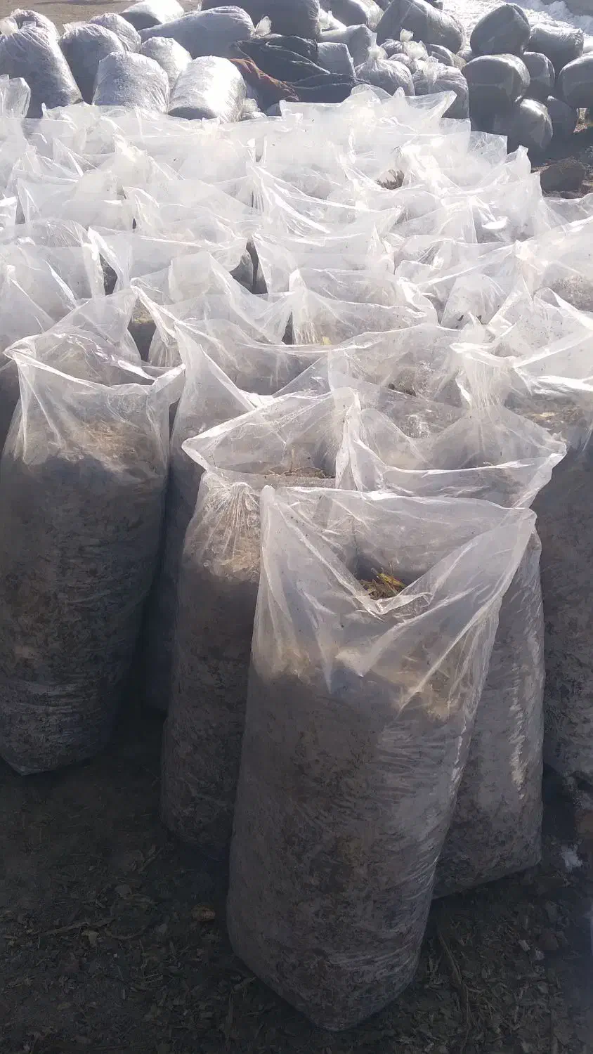 ذرت بسته بندی|لوازم جانبی حیوانات|قوچان, |دیوار