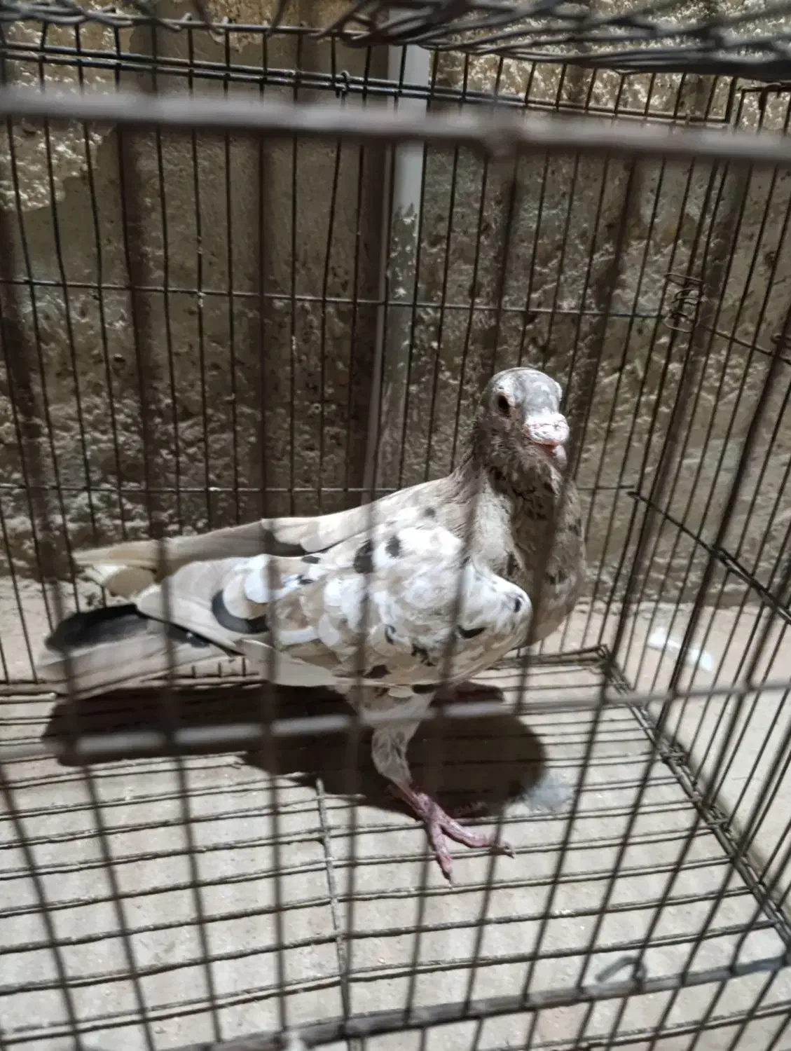 کبوتر سرور گم شده آبپخش|حیوانات|آبپخش, |دیوار