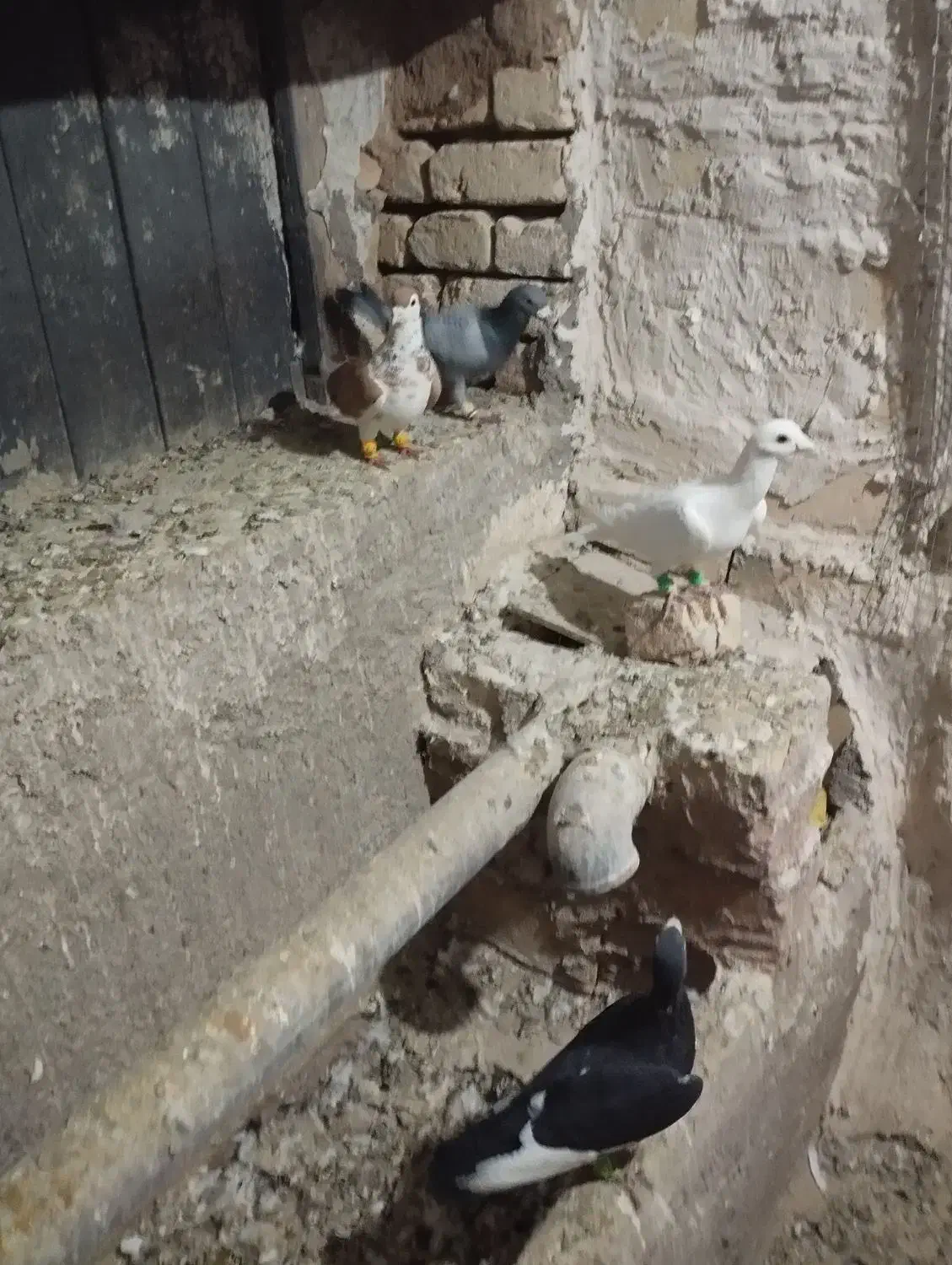 کبوتر پرشی|پرنده|اسفرورین, |دیوار