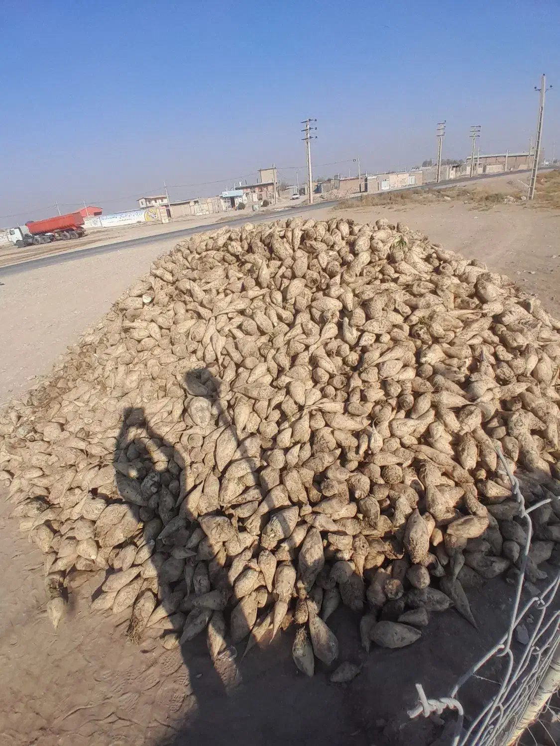 چغندر قند تازه|خدمات باغبانی و درختکاری|بشاریات, |دیوار