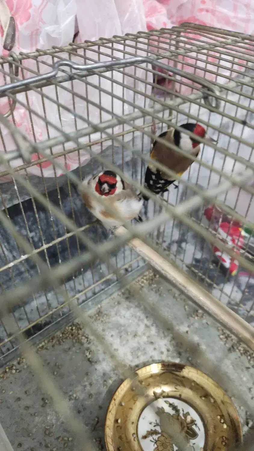 سهره تازه قیمت مقطوع|پرنده|بروجرد, |دیوار