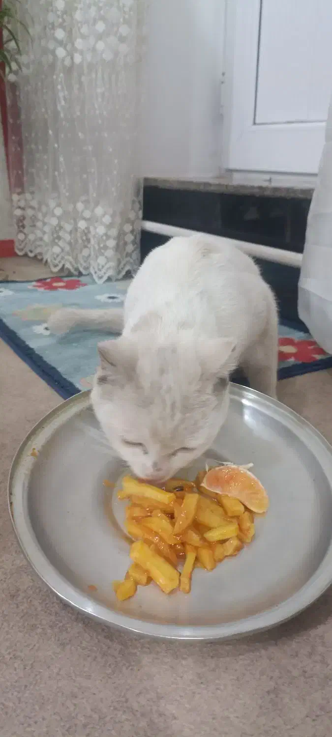 پیدا شده|حیوانات|نقده, |دیوار