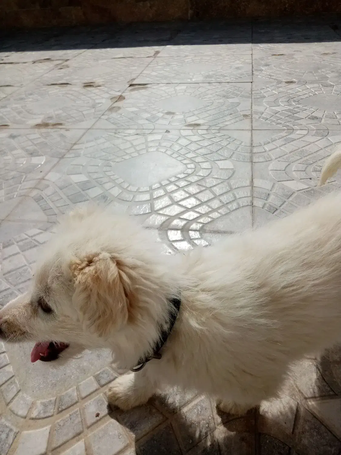 سگ پامر شیتزو|سگ|دهگلان, |دیوار