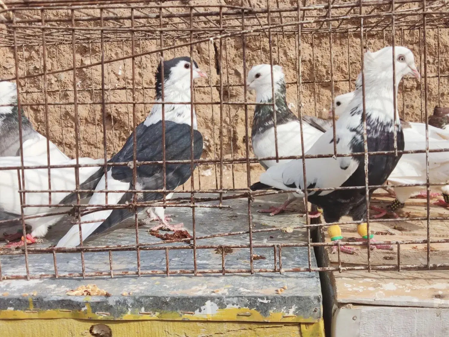 رنگه اس|پرنده|تربت‌حیدریه, آغوی|دیوار