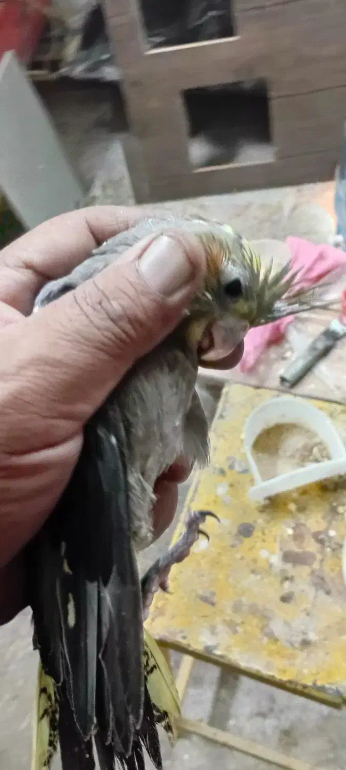 عروس پاریس هلندی سرلاکی|پرنده|باوی, |دیوار