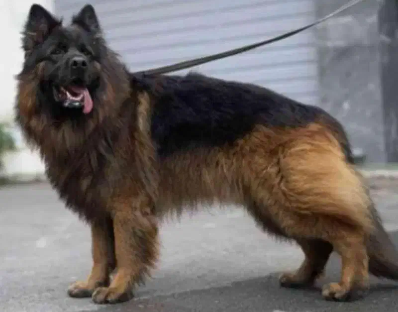 واگذاری سگ ژرمن شولاین ۶۰روزه|سگ|برخوار, |دیوار