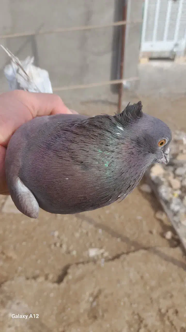 کبوتر|پرنده|قم, باغ شازده|دیوار