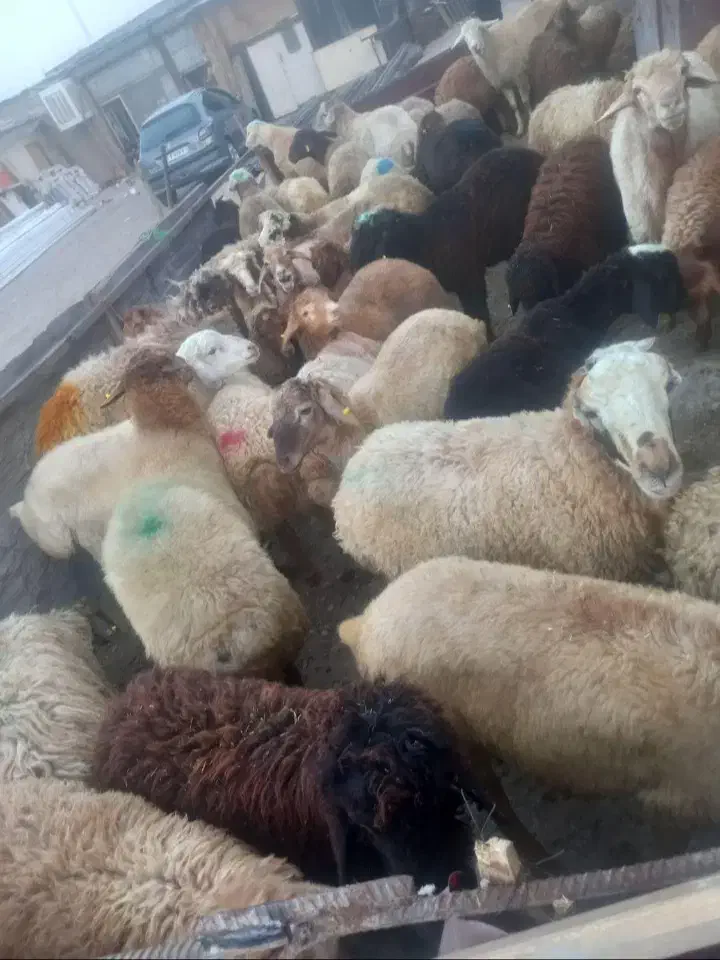 گوسفند زنده مغان|حیوانات مزرعه|بهارستان, |دیوار