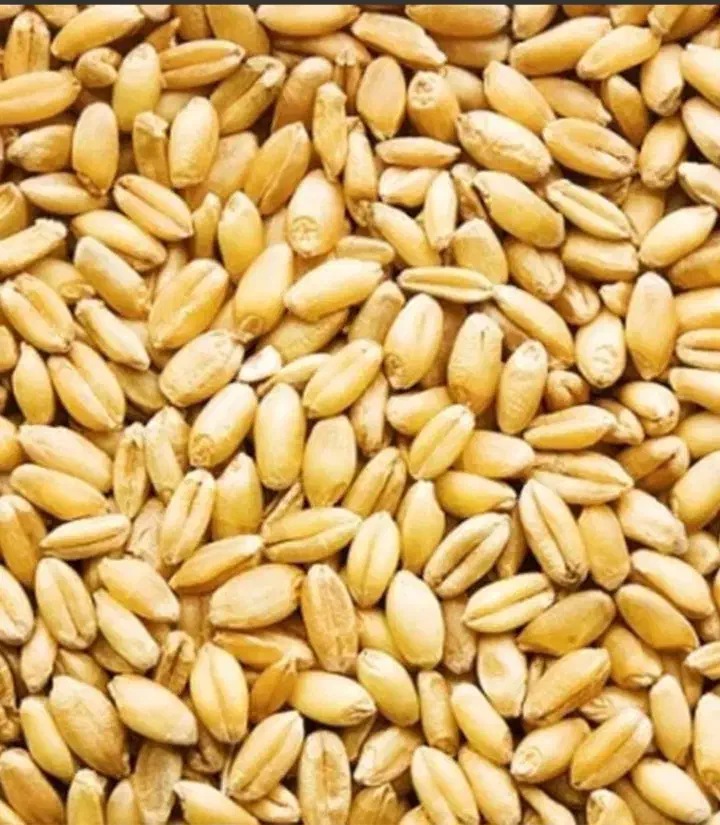 گندوم تخمی برای کاشت عالی|عمده‌فروشی|شاهین دژ, |دیوار