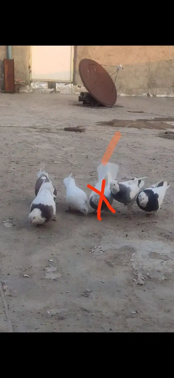 کوتر|پرنده|مریوان, |دیوار