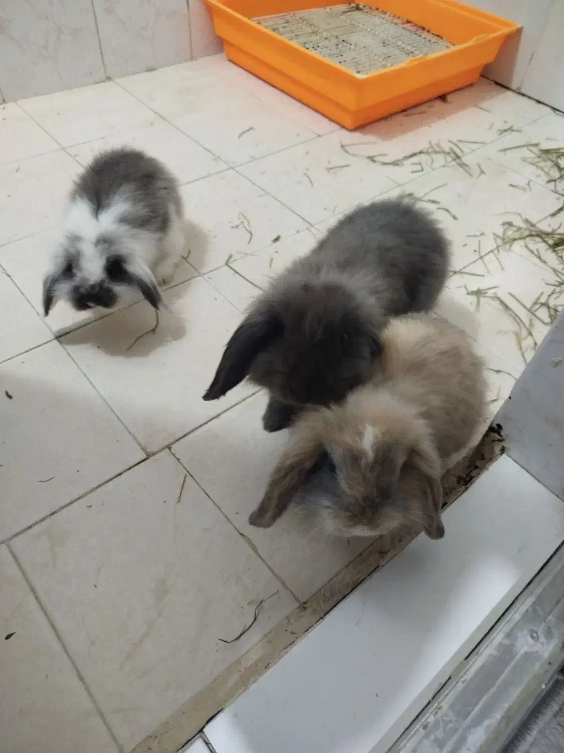 فروش ۳ عدد خرگوش لوپ خشکل|موش و خرگوش|اصفهان, بختیاردشت (شهرک پرتو)|دیوار