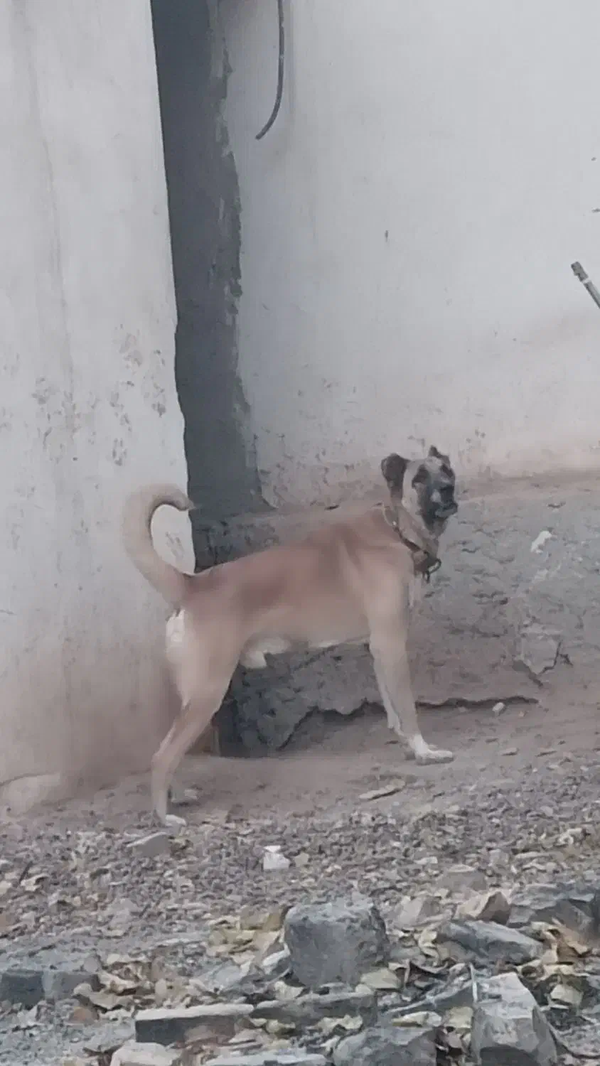 واگذاری سراب پژدر|سگ|کرج, گلشهر|دیوار