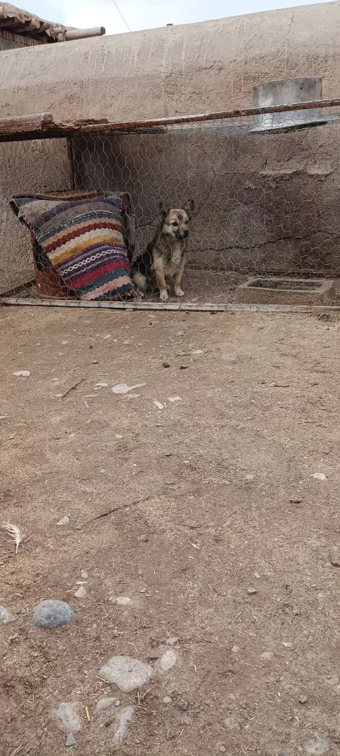 سگ پاکوتاه|سگ|نیشابور, فضل|دیوار