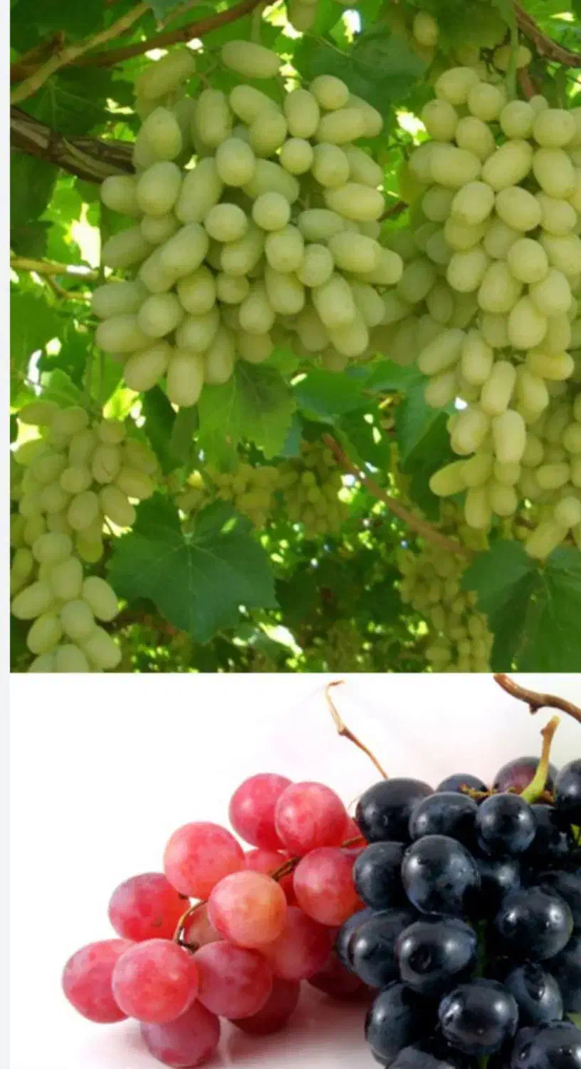 باغ انگور|فروش زمین و ملک کلنگی|دلبران, |دیوار