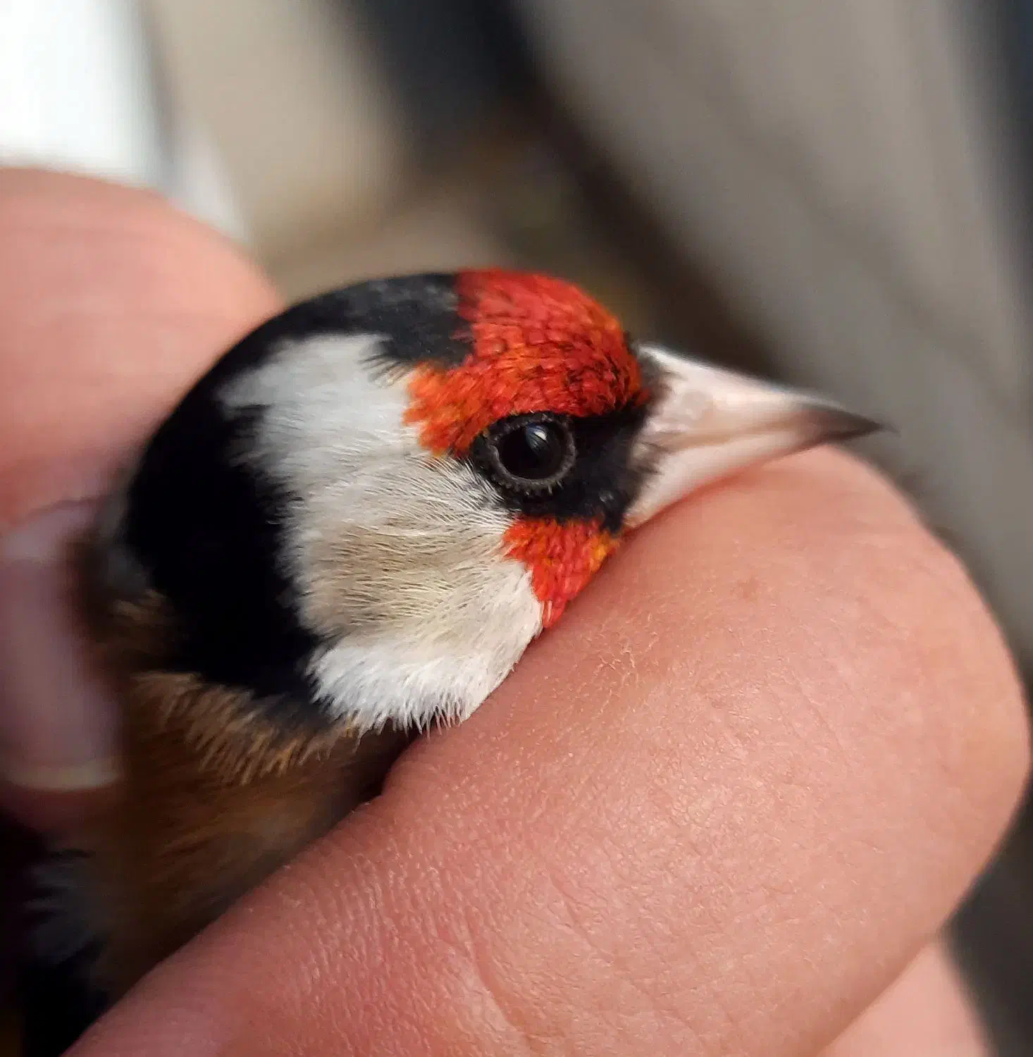 سهره پاییزه و قفسی جفتی قناری تازه تخت|پرنده|همدان, |دیوار