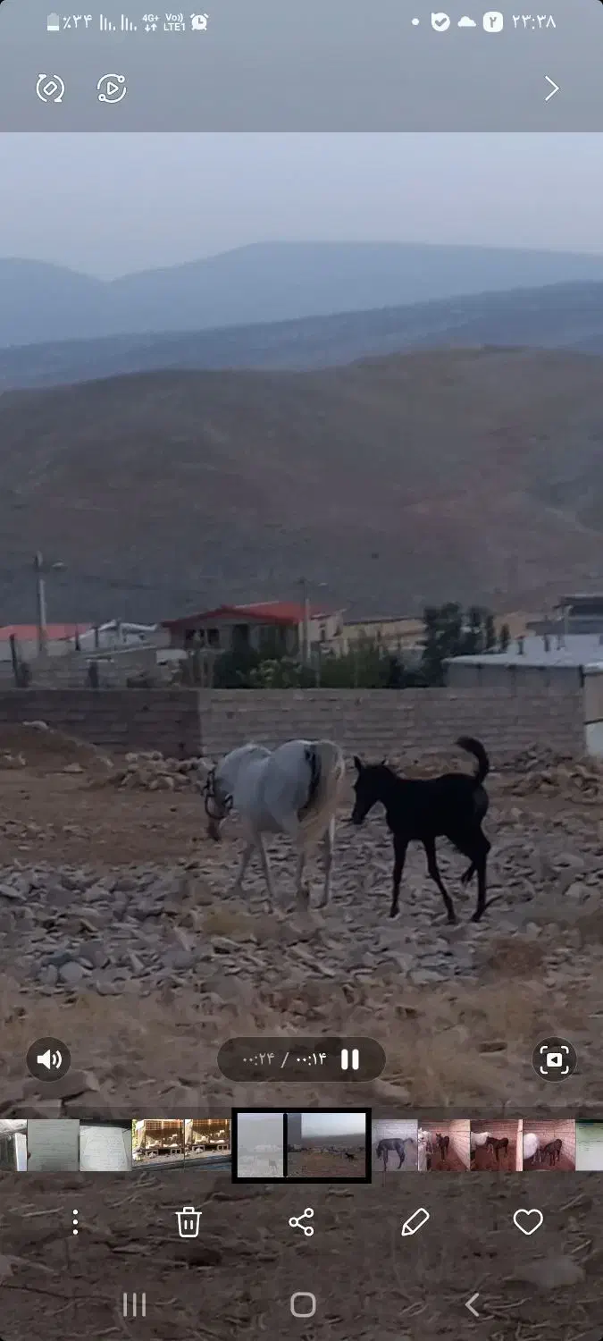 مادیون کورد|اسب و تجهیزات اسبسواری|ایلام, |دیوار