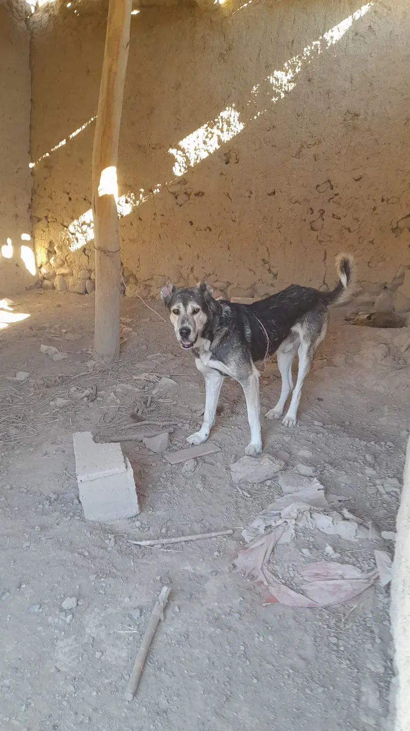 سگ سرابی ۲ ساله مناسب|سگ|بستان آباد, |دیوار